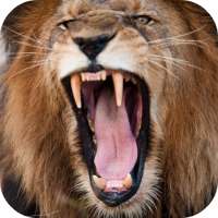 Lion Sounds on 9Apps