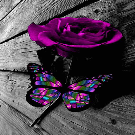 Multicolor Butterfly Rose LWP icon