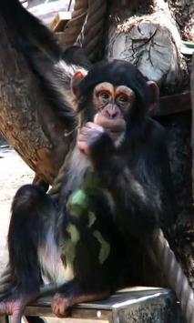 Chimp live wallpaper screenshot 1