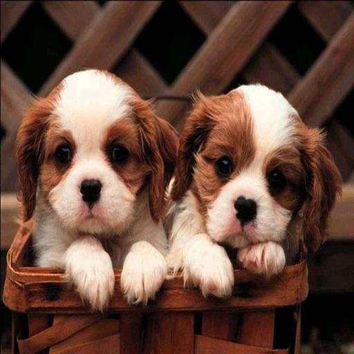 Cute Puppy Dog Wallpaper 1.1