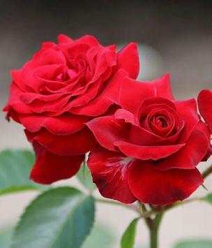 Flowers Gifs And Roses Live Wallpapers screenshot 13