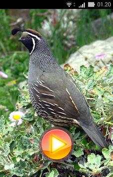 Quail Bird Sounds   Ringtones screenshot 3