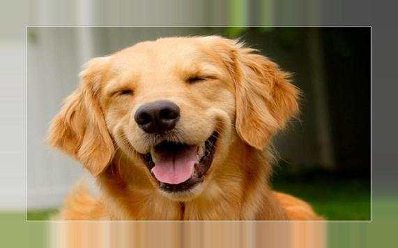 Imágenes y Fotos de Cachorros Gratis screenshot 4