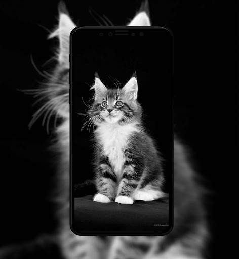 Black Wallpaper & Theme (4K) screenshot 3