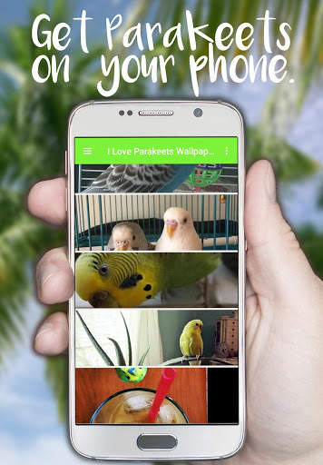 I Love Parakeets Wallpaper App screenshot 1