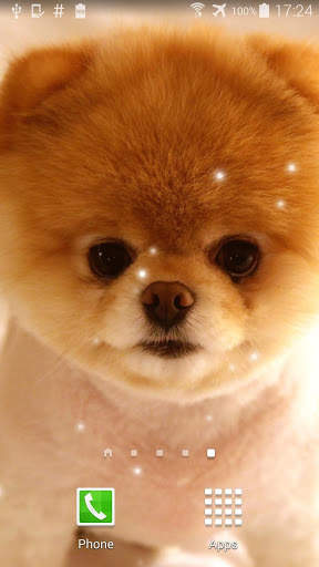 Pom Dog Live Wallpaper screenshot 3