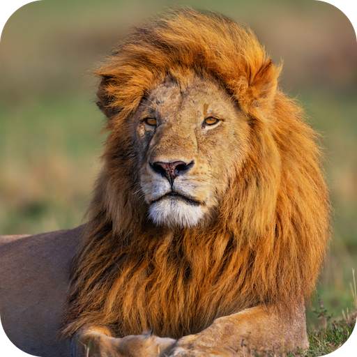Amazing Animal Facts OFFLINE 2.6.1