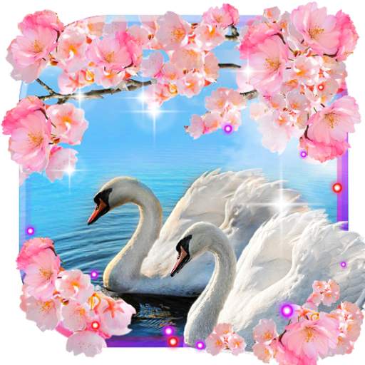 Swans Spring Love live wallpaper 1.7