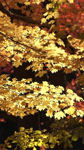 Forest Video Wallpapers screenshot 8