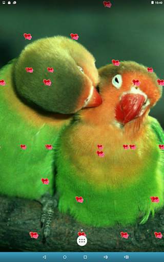 Love Birds Live Wallpaper screenshot 17