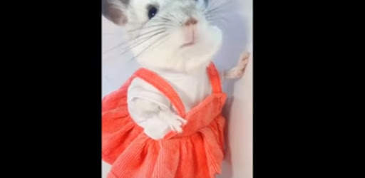 Funny Animal TikTok Video HD screenshot 1