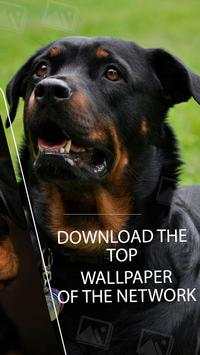 Wallpaper Rottweiler screenshot 2