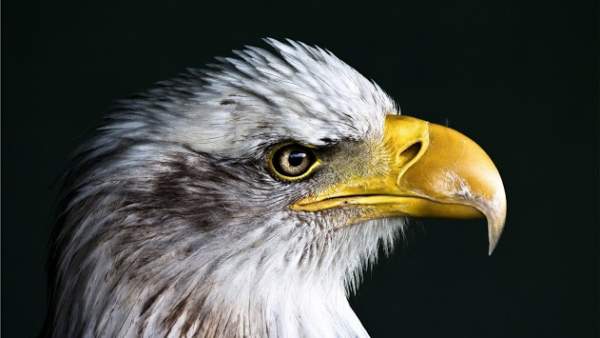 Eagle. Birds Live Wallpapers screenshot 8