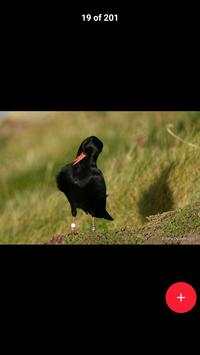 All Birds स्क्रीनशॉट 4