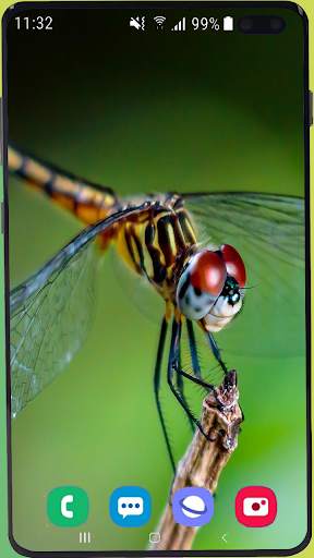 Dragonfly Wallpaper Best HD screenshot 4