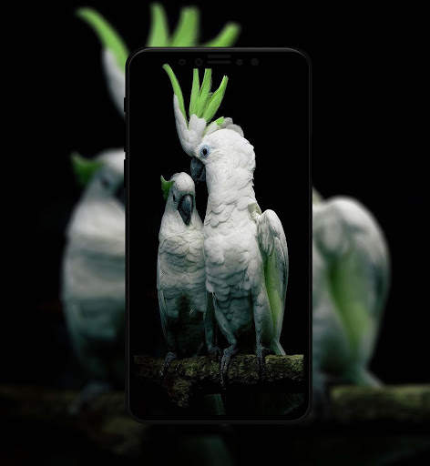 Beautiful Bird Wallpaper 2 تصوير الشاشة