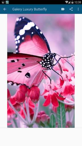 High Quality Butterfly Wallpaper screenshot 5