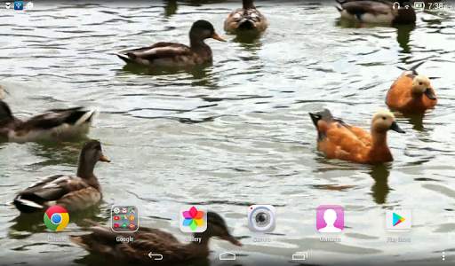Duck Live Wallpaper screenshot 5