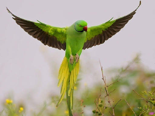 Parrot Wallpapers screenshot 4