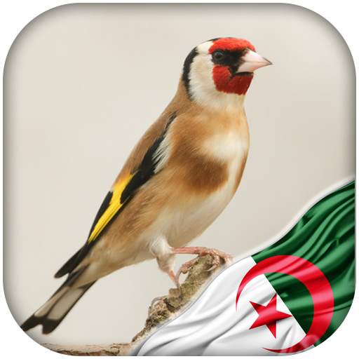 Chardonneret algerien dz 1.0