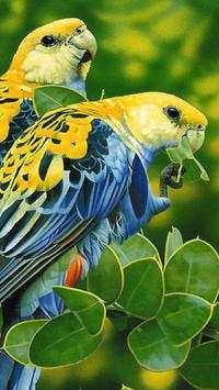Beautiful Birds Wallpapers HD2 screenshot 9