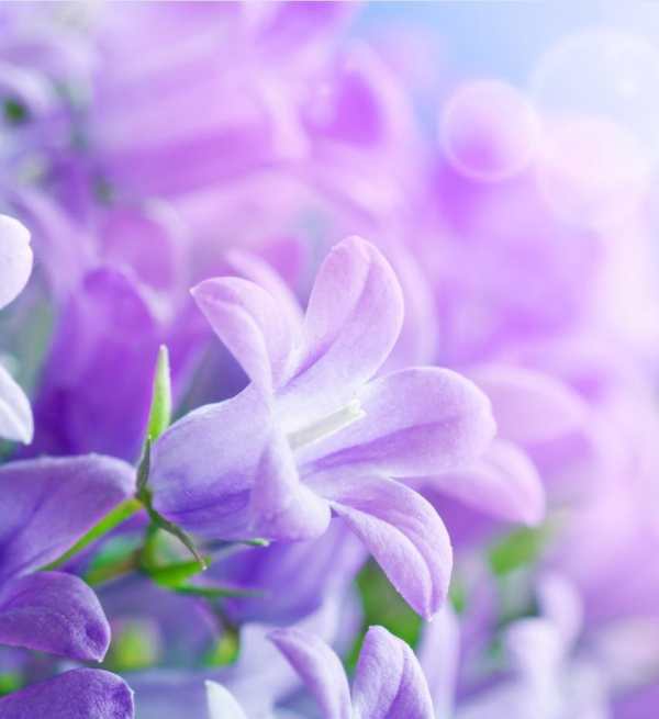 Beautiful Flowers Wallpaper screenshot 5