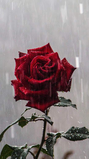 Rain Rose Wallpapers screenshot 1