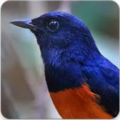 Shama Bird Sounds 2.1.0