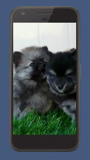 Cute Puppies Video Wallpaper screenshot 3