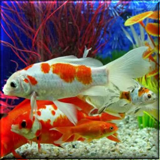 Aquarium Live Wallpaper 3.0