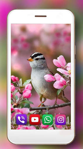 Birds Sounds Live Wallpaper screenshot 5
