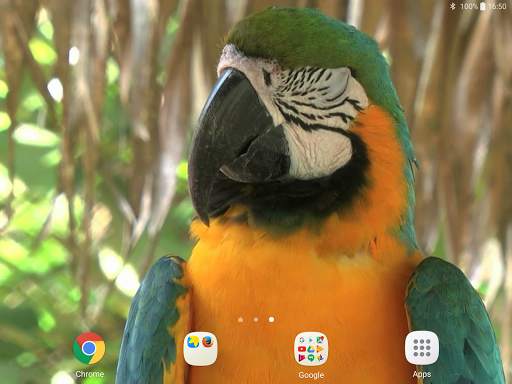 Parrot Live Wallpaper screenshot 10