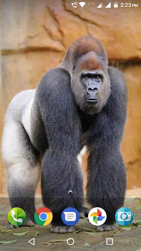 Monkey Wallpaper screenshot 4