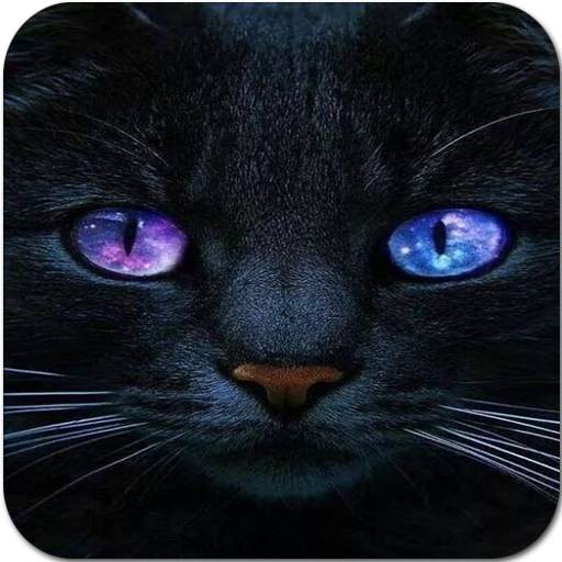 Cute Cat Wallpaper HD 1.0