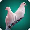 Pigeon Full HD Wallpaper
