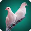 Pigeon Full HD Wallpaper 1.06