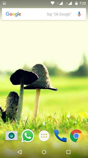 Plant HD Wallpaper screenshot 2