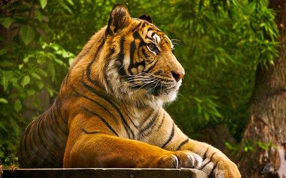 Tiger Live Wallpaper Aninal स्क्रीनशॉट 3