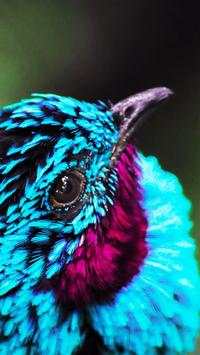 Beautiful Birds Wallpapers HD2 screenshot 11