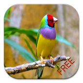 Birds Species Puzzle आइकन