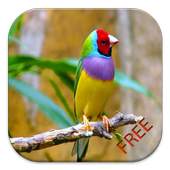 Birds Species Puzzle 1.0