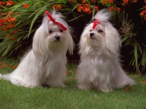 Dog Wallpaper HD Image screenshot 4