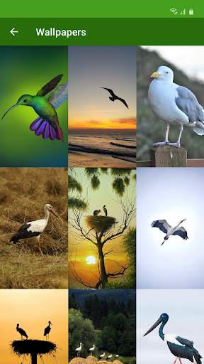 Birds Calls Sounds & Ringtones & Wallpapers screenshot 4