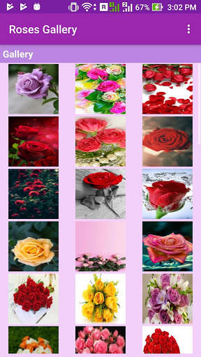 Roses Gallery screenshot 2