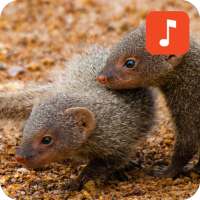 Mongoose Calls on 9Apps