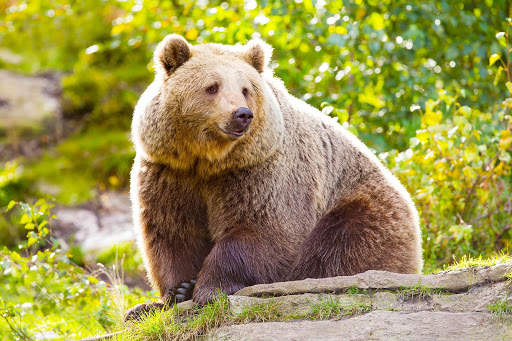 Bear Wallpapers | hd backgrounds screenshot 11