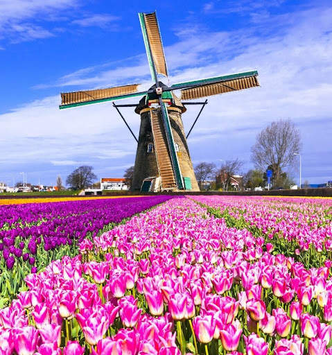 Spring Garden Wallpaper screenshot 7