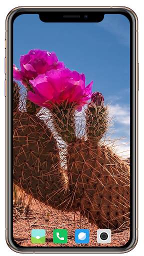 Cactus Flowers Wallpaper screenshot 12