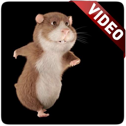 Hamster Video Live Wallpaper 2.0