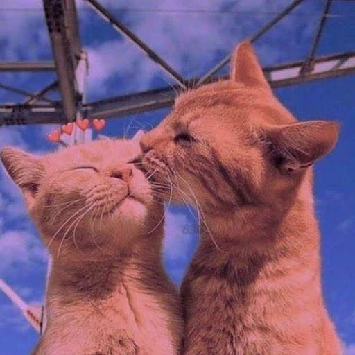Cute cats beautiful Wallpaper screenshot 4